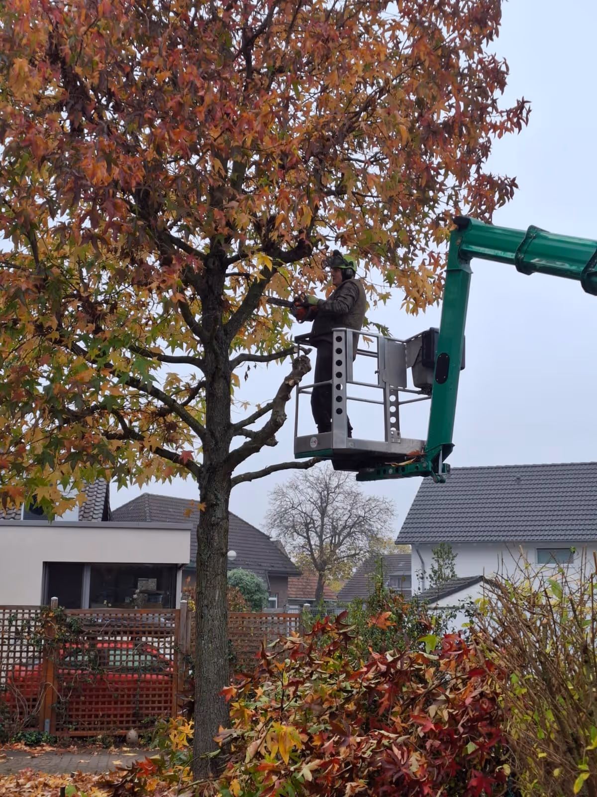 CMD GrünBau - Garten- und Landschaftsbau - Christian Drügg, Gartenbaumschnitt